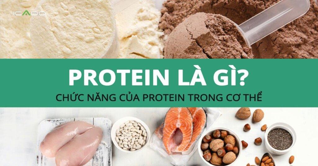 Chắc chắn bạn đã nghe từ protein rất nhiều lần mỗi ngày, nhưng liệu bạn có hiểu rõ chúng là gì chưa?